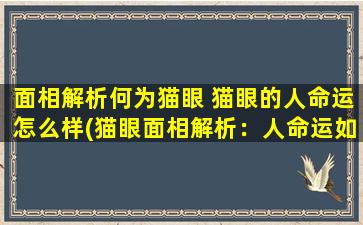 面相解析何为猫眼 猫眼的人命运怎么样(猫眼面相解析：人命运如何，看看猫眼特征就知道)